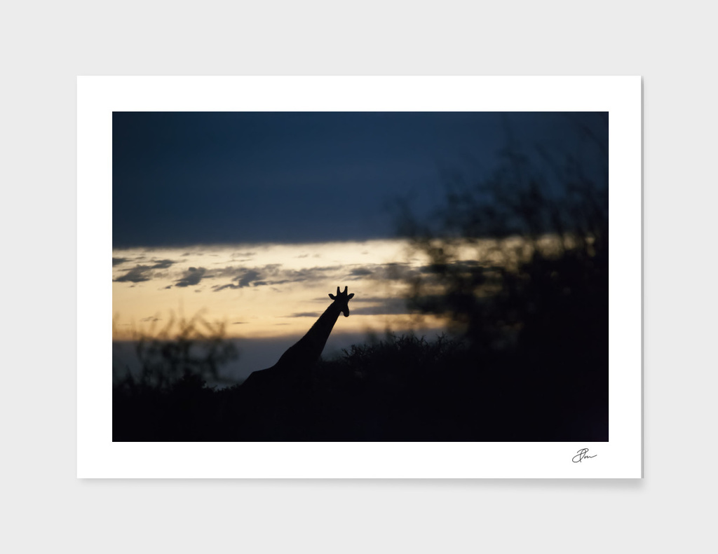 giraffe_silouhet