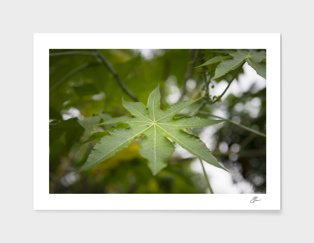 Green_Leaf