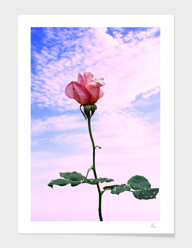 rose in the sky