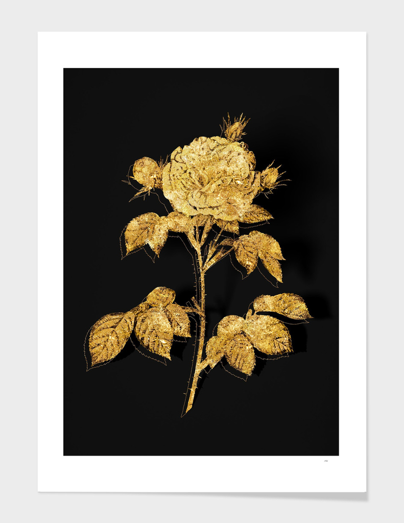 Gold Rosa Alba Botanical Illustration on Black
