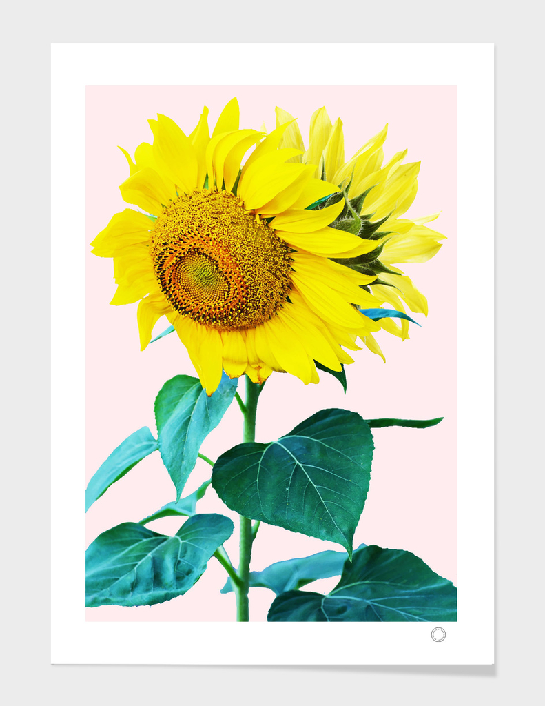 Sunflowers single