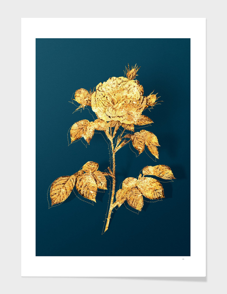 Gold Rosa Alba Botanical Illustration on Teal