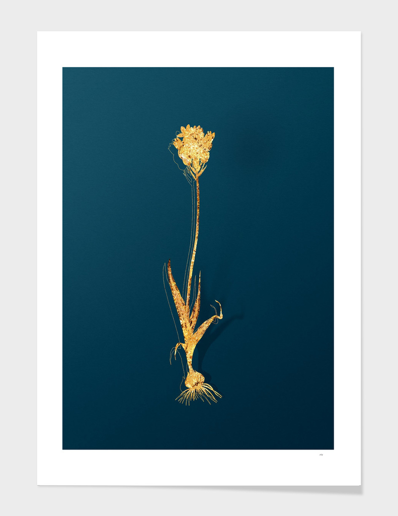 Gold Chincherinchee Botanical Illustration on Teal
