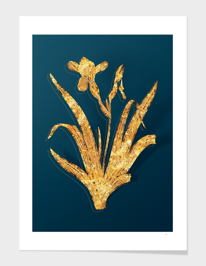 Gold Hungarian Iris Botanical Illustration on Teal