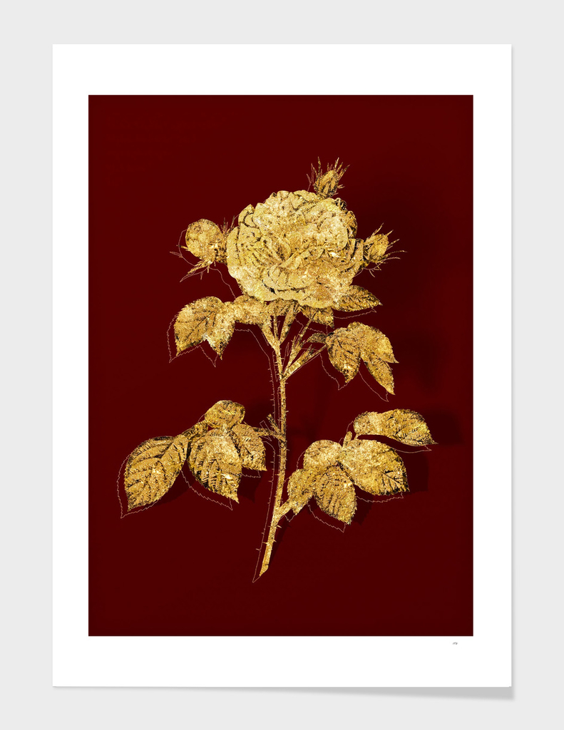 Gold Rosa Alba Botanical Illustration on Red