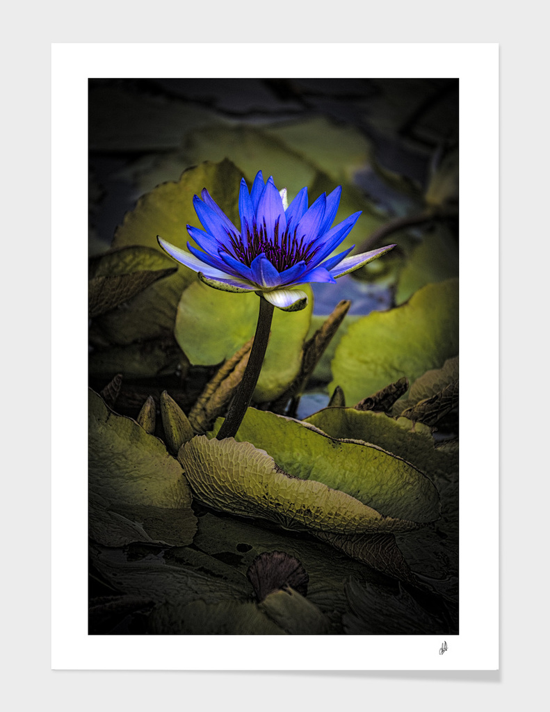 The Last Water Lily