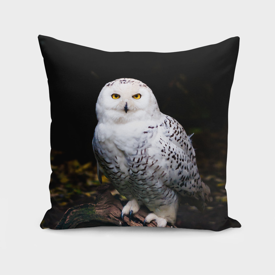 Majestic winter snowy owl