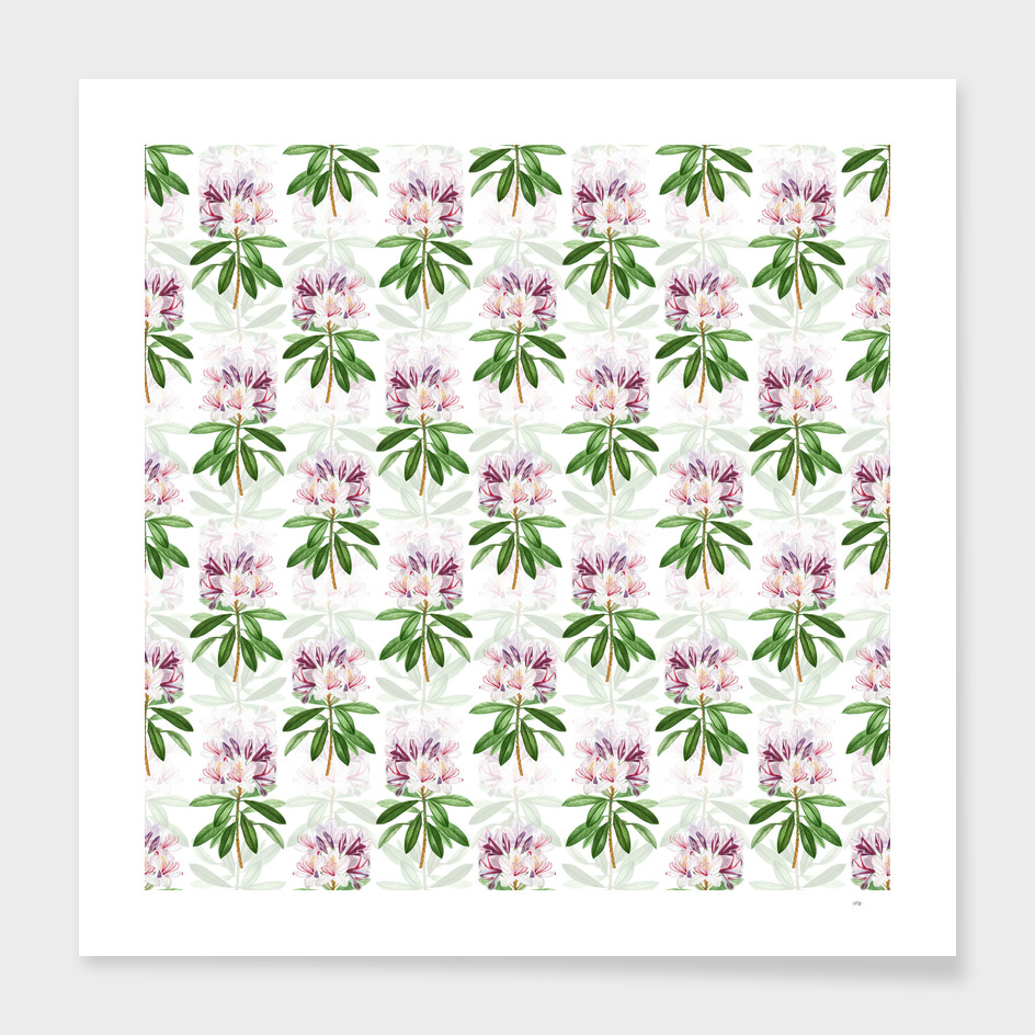 Vintage Common Rhododendron Pattern on White