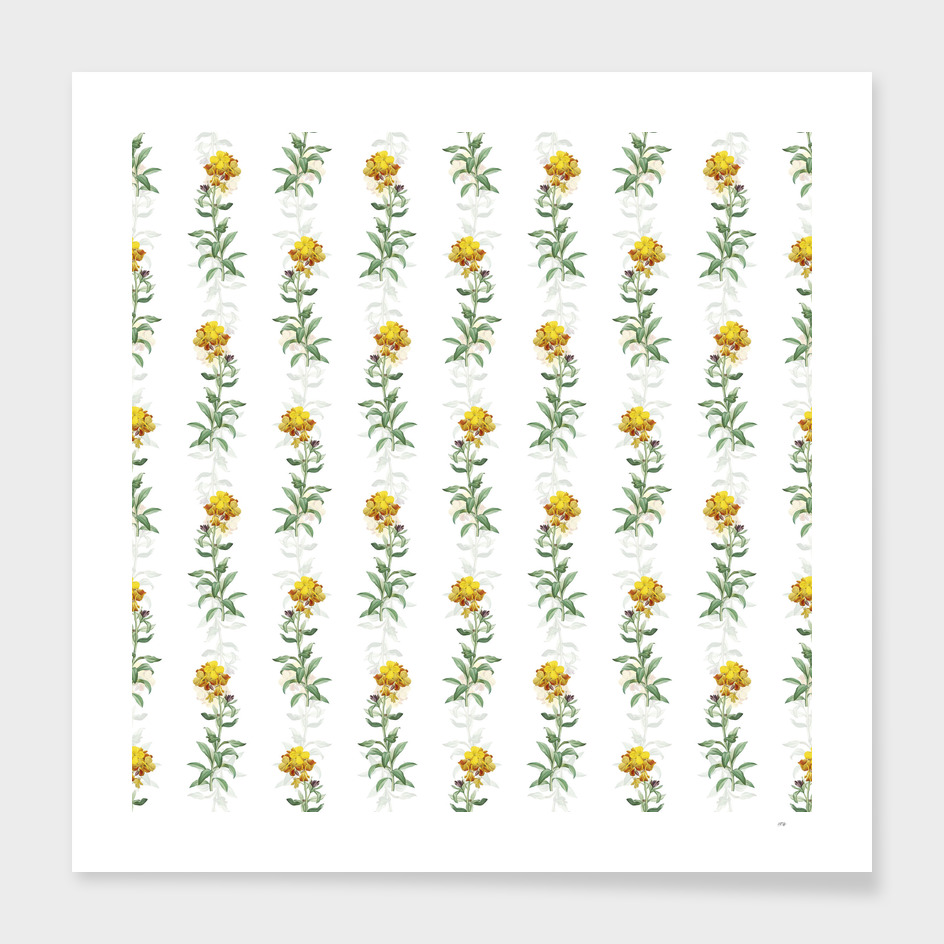 Vintage Yellow Wallflower Bloom Pattern on White