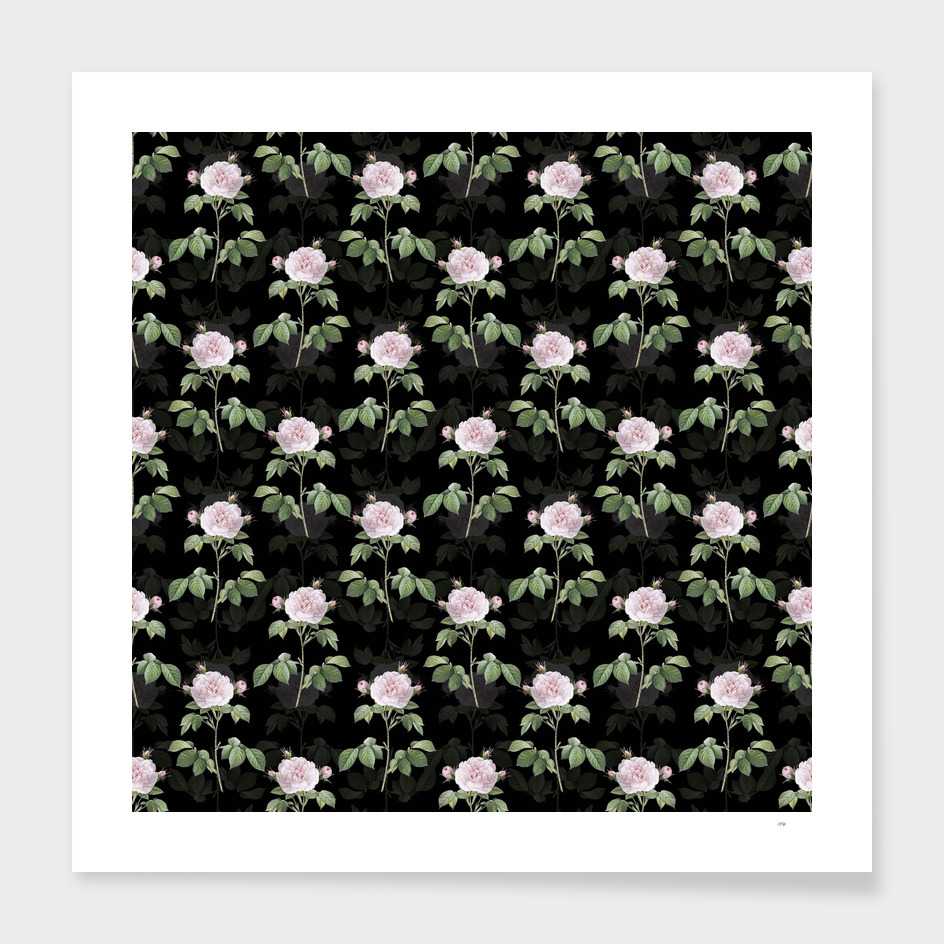 Vintage Rosa Alba Botanical Pattern on Black