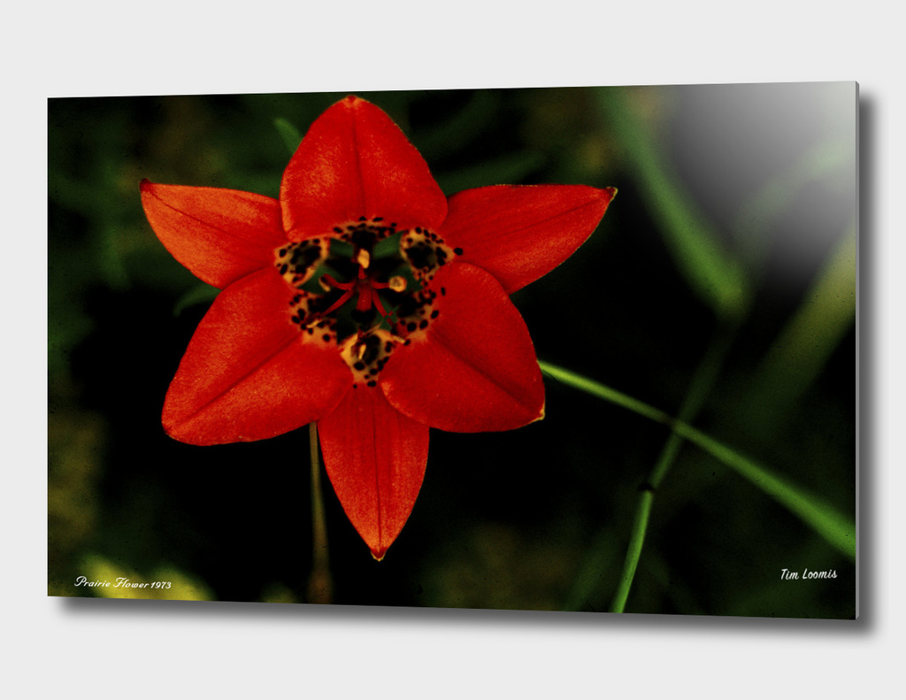 Prairie Red Flower