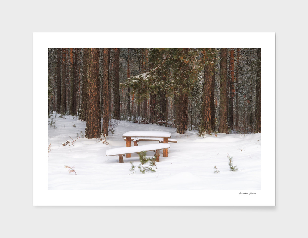 Bench in winter forest