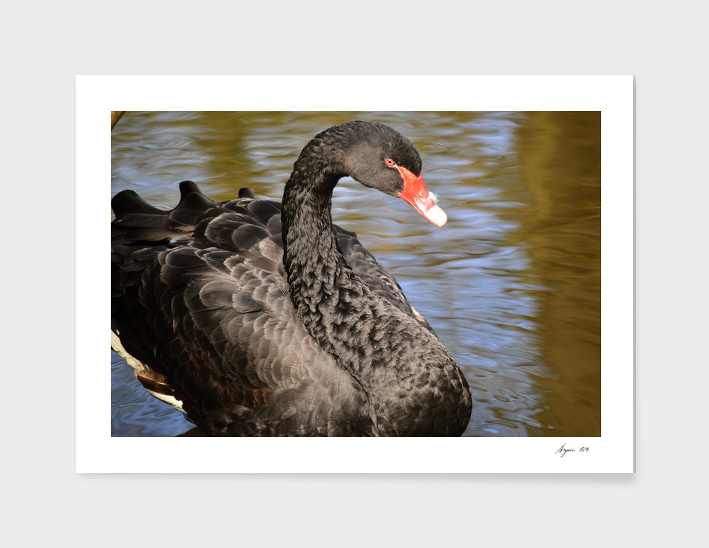 Black Swan - Cygnus atratus