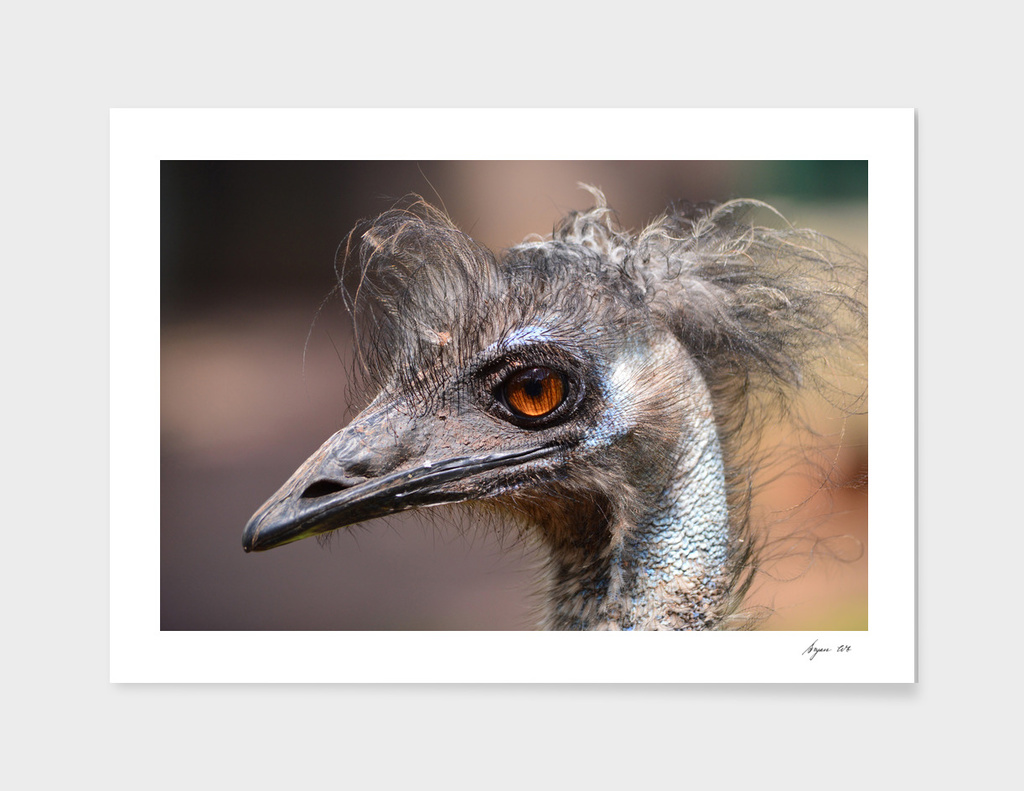 Bad Hair Day! Emu ruffled! - Dromaius novaehollandiae