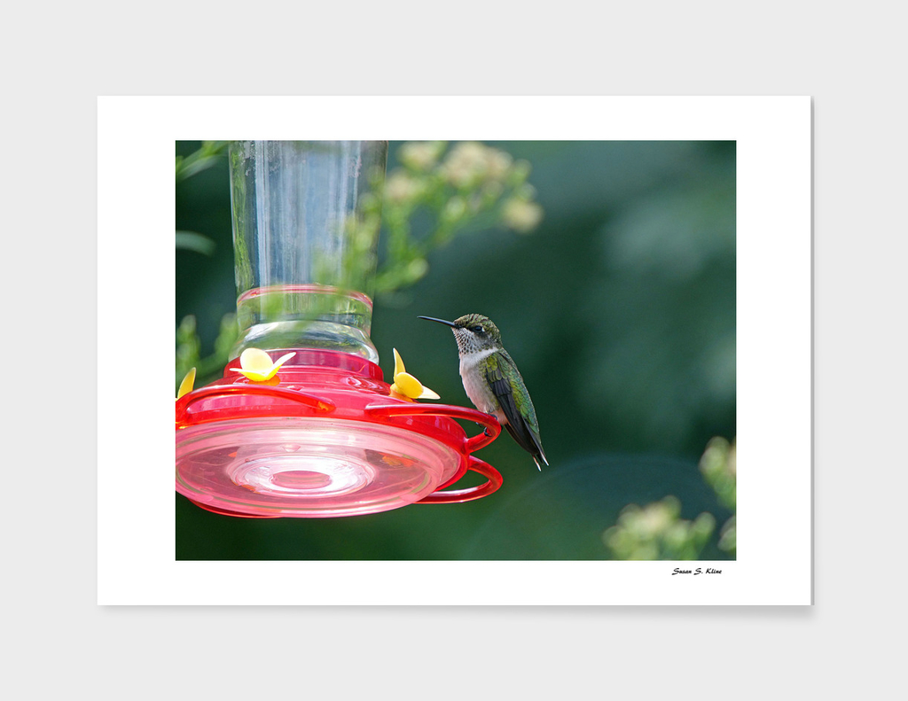 Perched Hummingbird