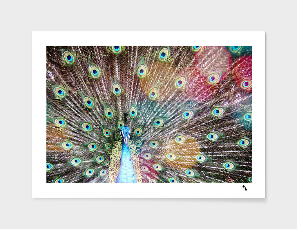 Peacock Feathers Plumage Avian Exotic Animal