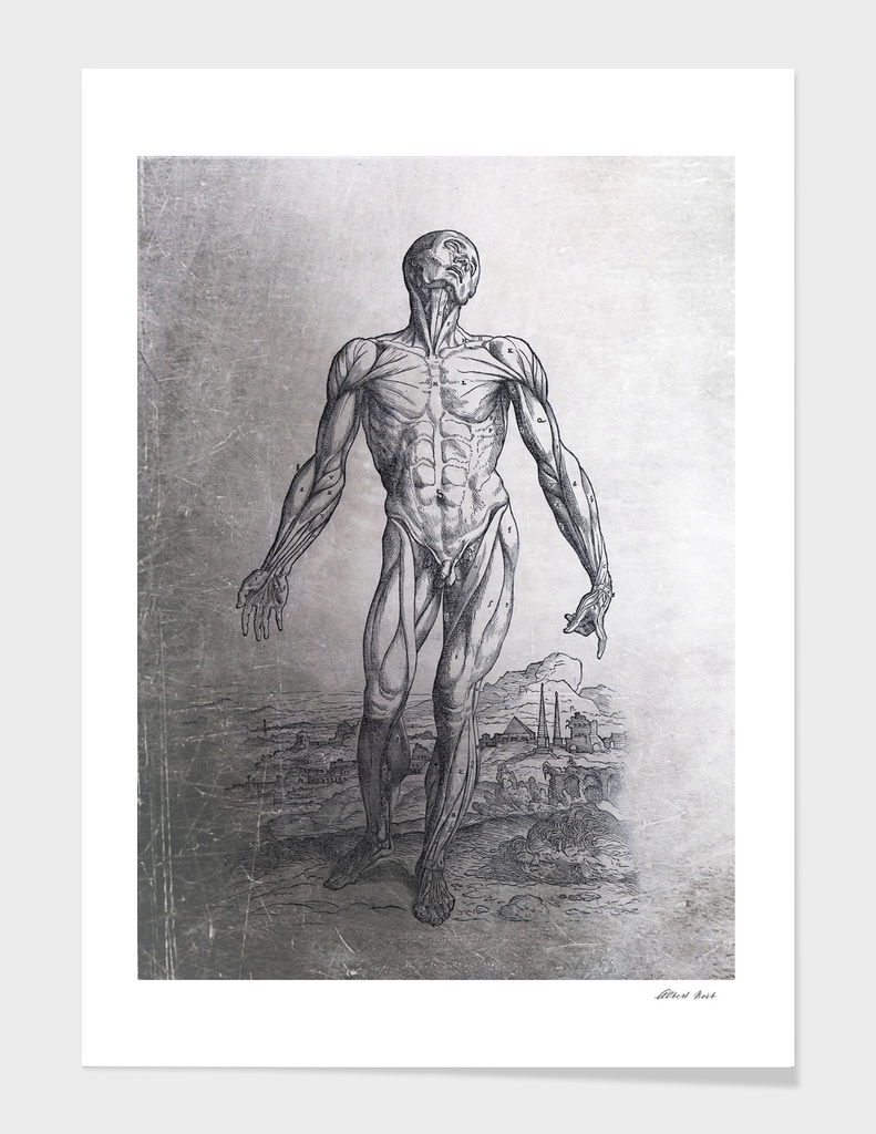 Renaissance Anatomic Pannel p210