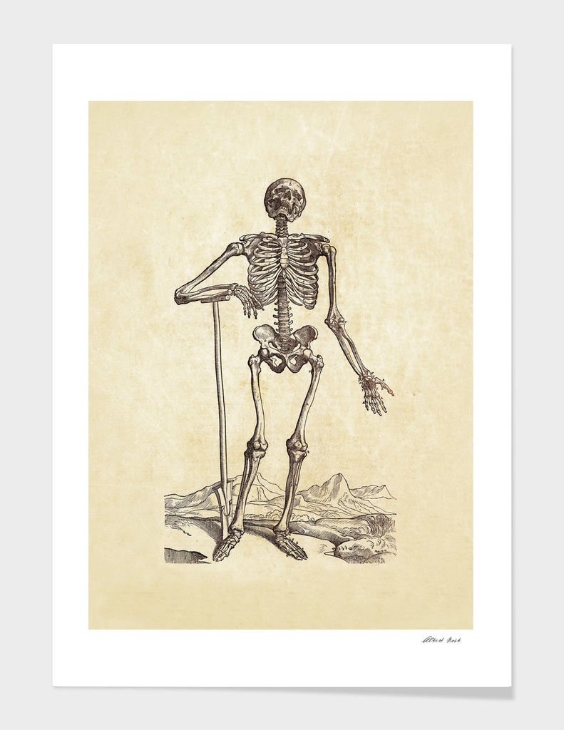 Renaissance anatomic pannel 203