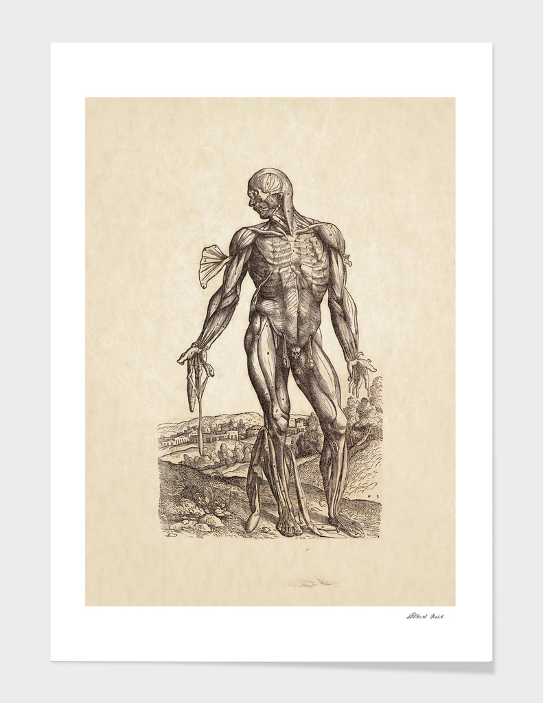 Renaissance anatomic pannel 221