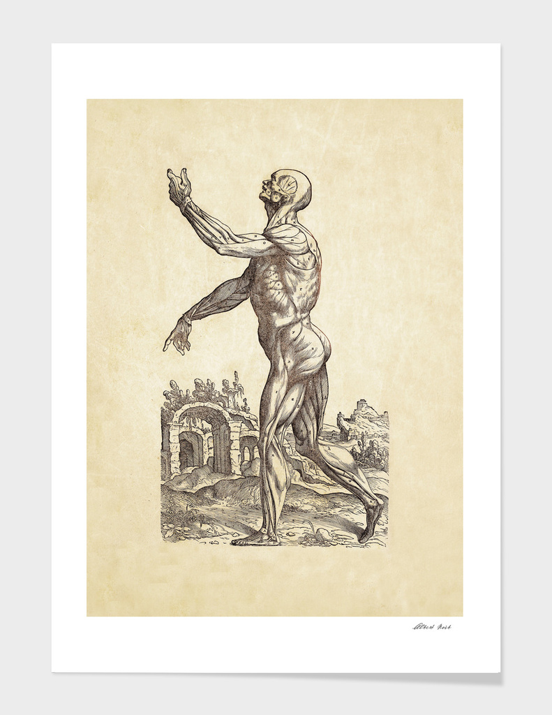 Renaissance anatomic pannel 214