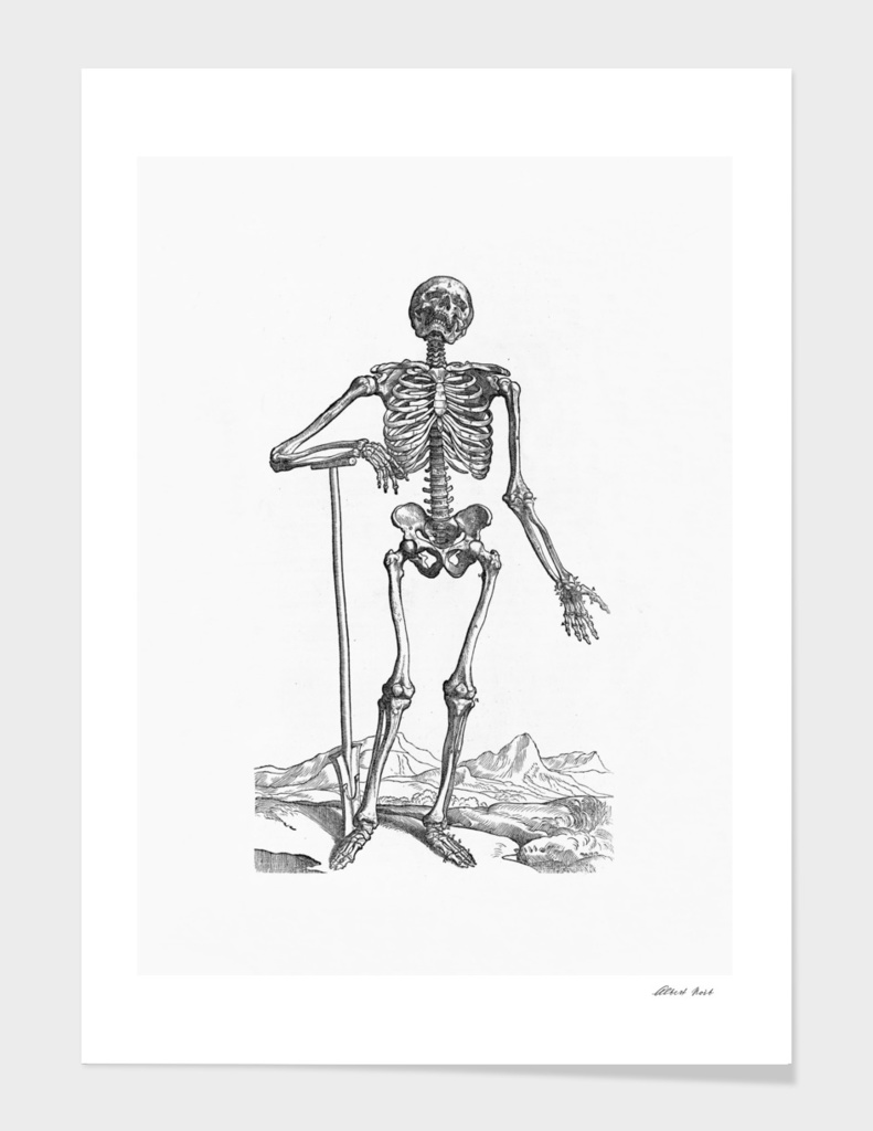 Renaissance anatomic pannel bw 203