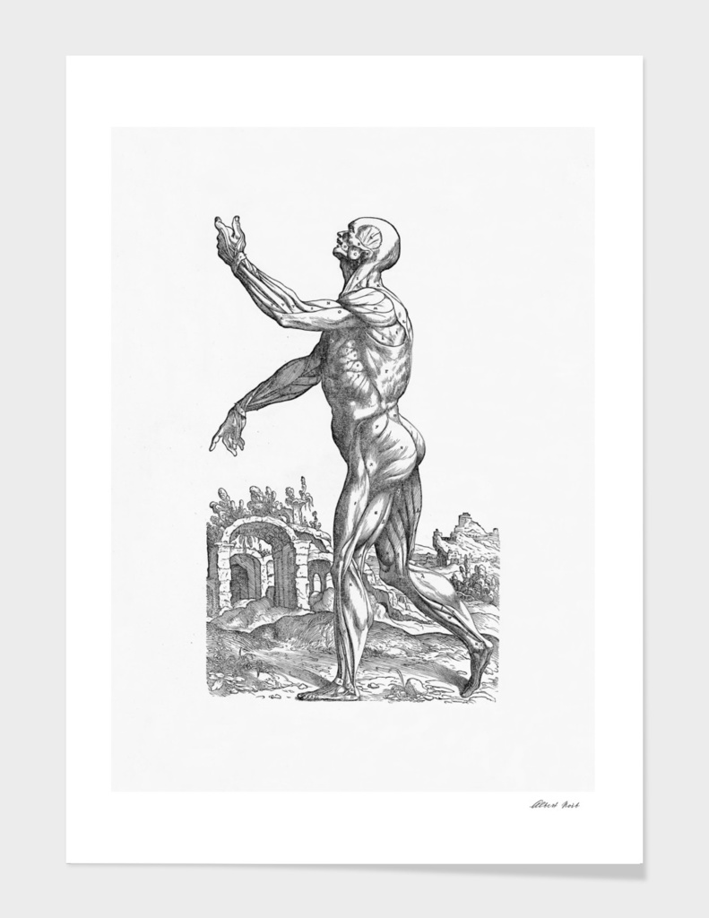 Renaissance anatomic pannel bw 214