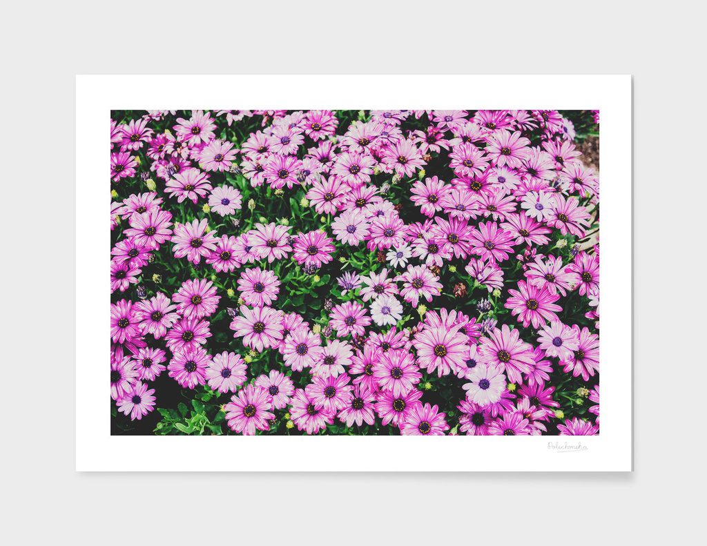 Pink Flowerbed
