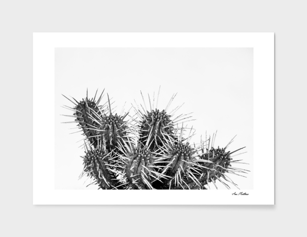 Cactus nature