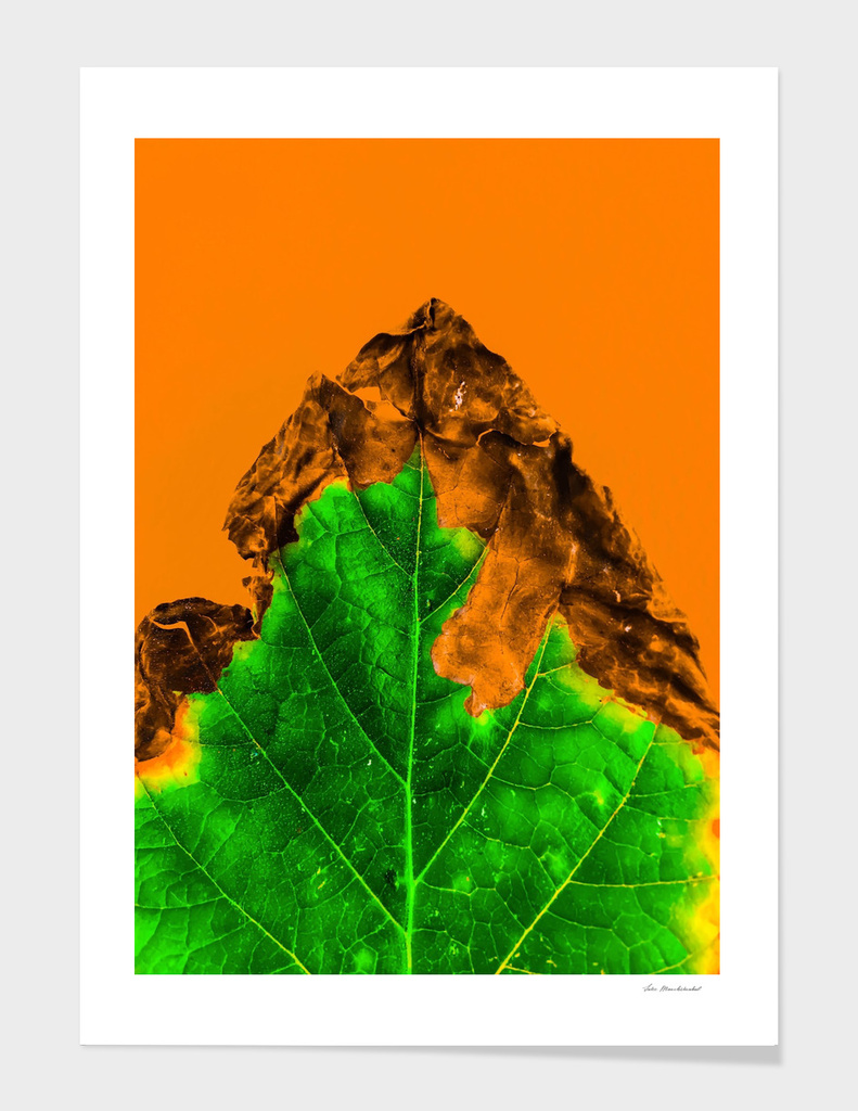 close up burning green leaf texture with orange background