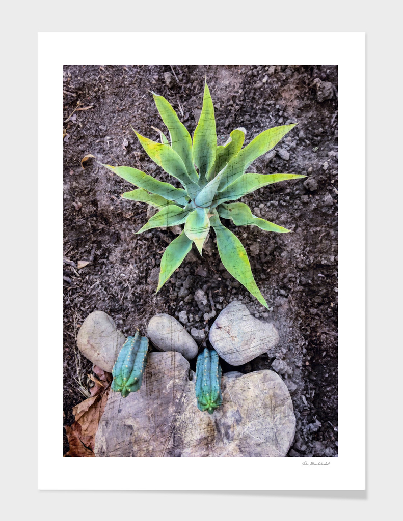 cactus with green leaves and stone on the ground