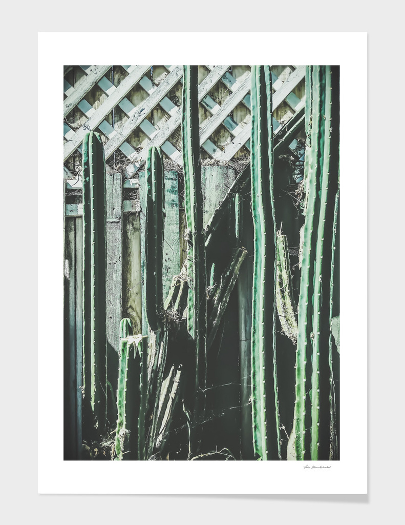cactus with green and white wooden fence background