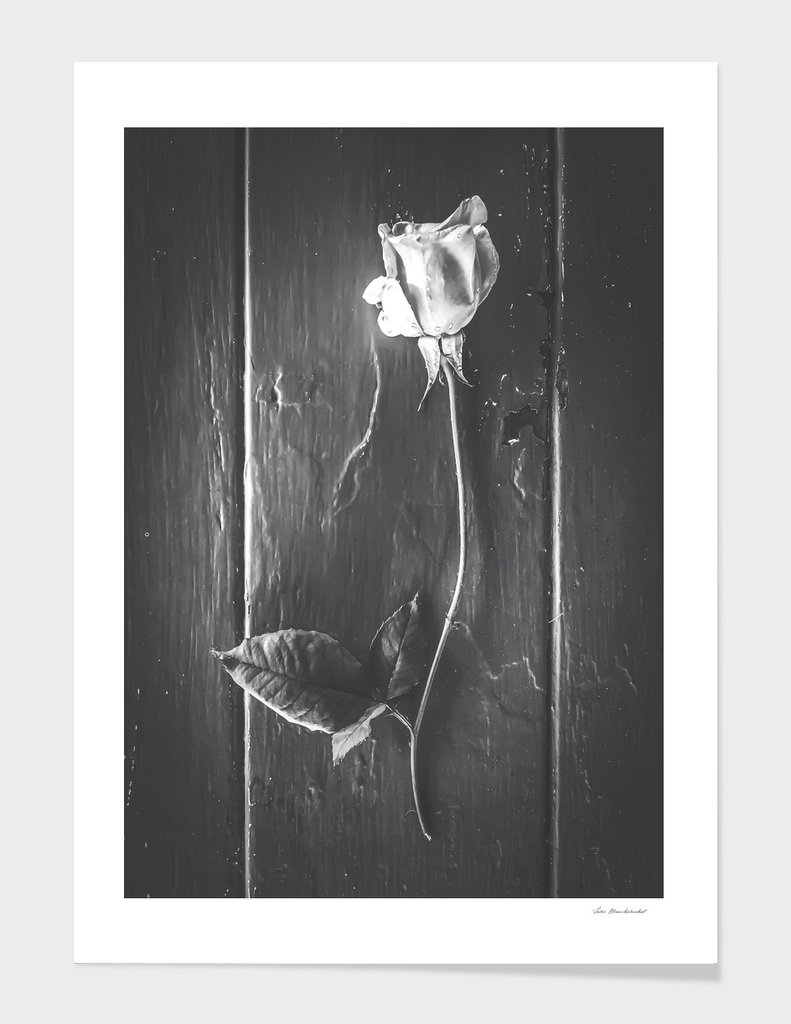 rose with leaves on the wood table in black and white
