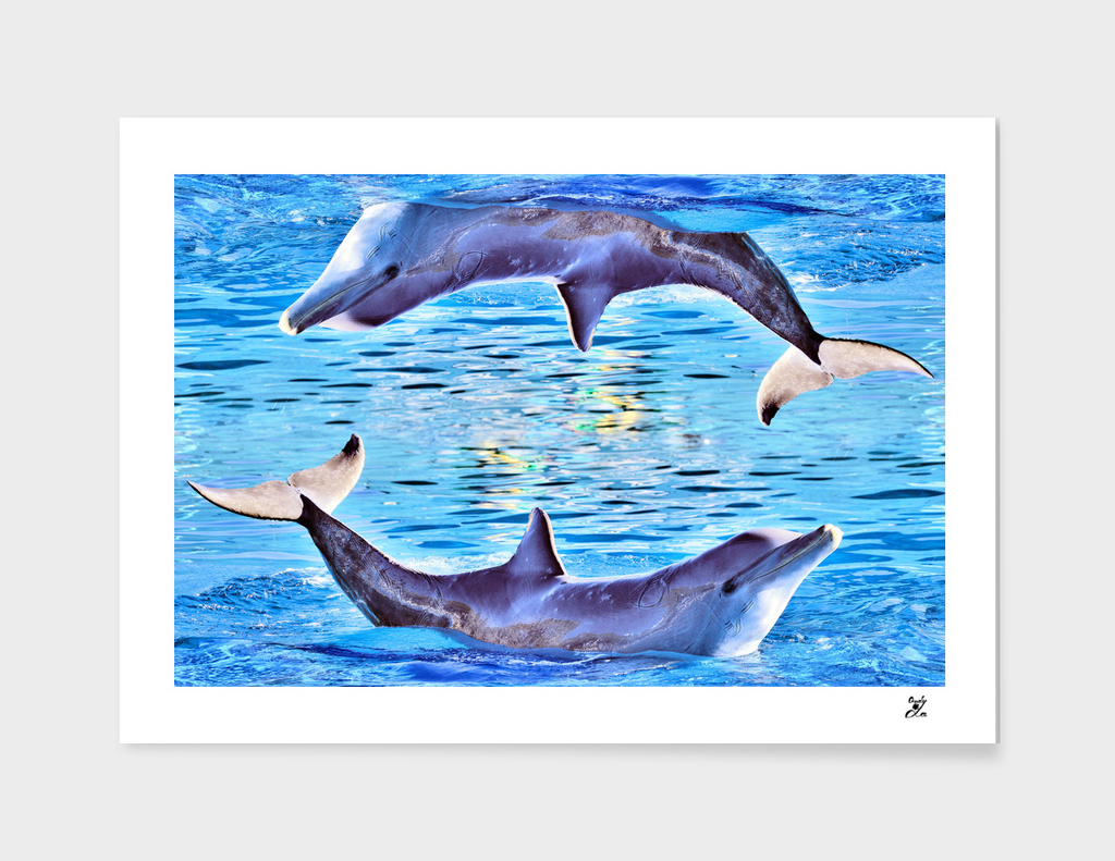 Dolphins, dolphins, dolphins.