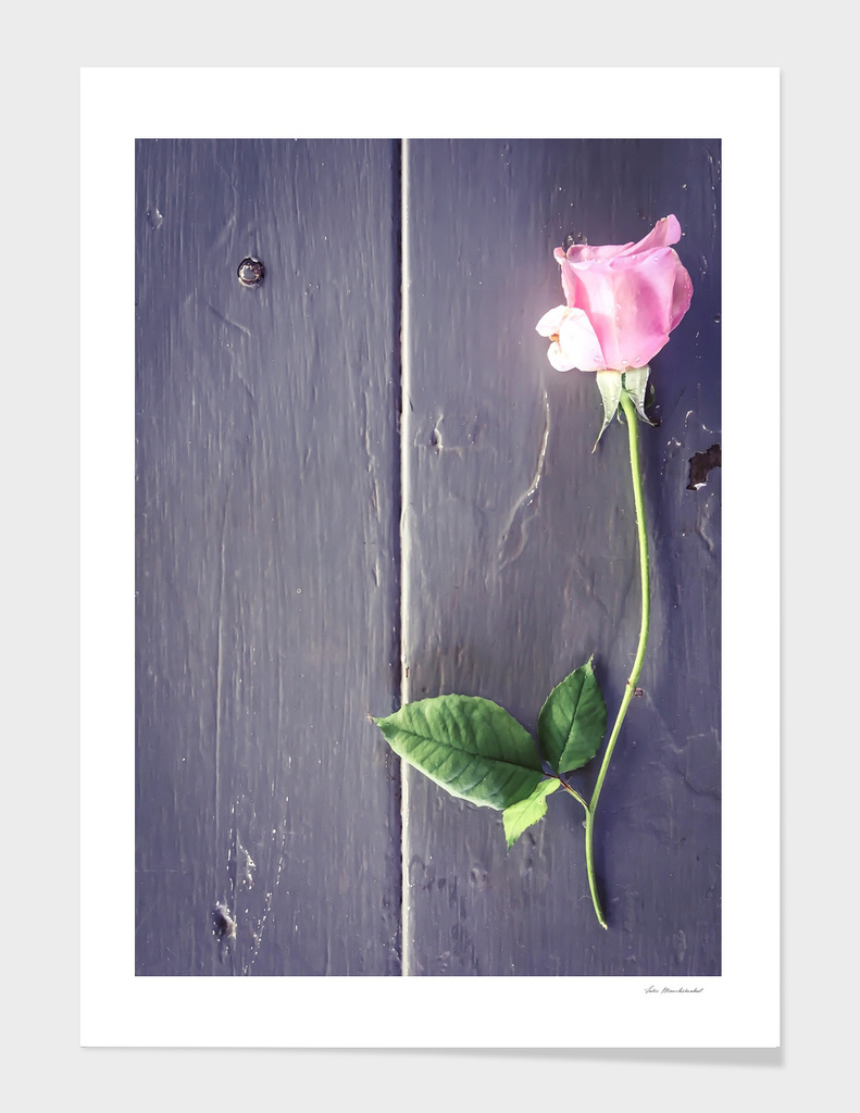 pink rose with green leaves and wood background