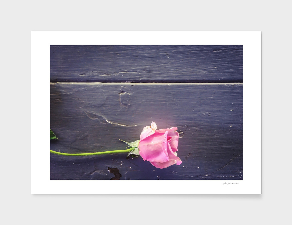 pink rose with wood background