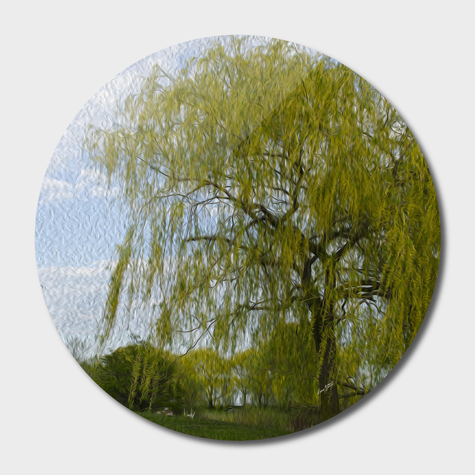 A weeping willow in spring
