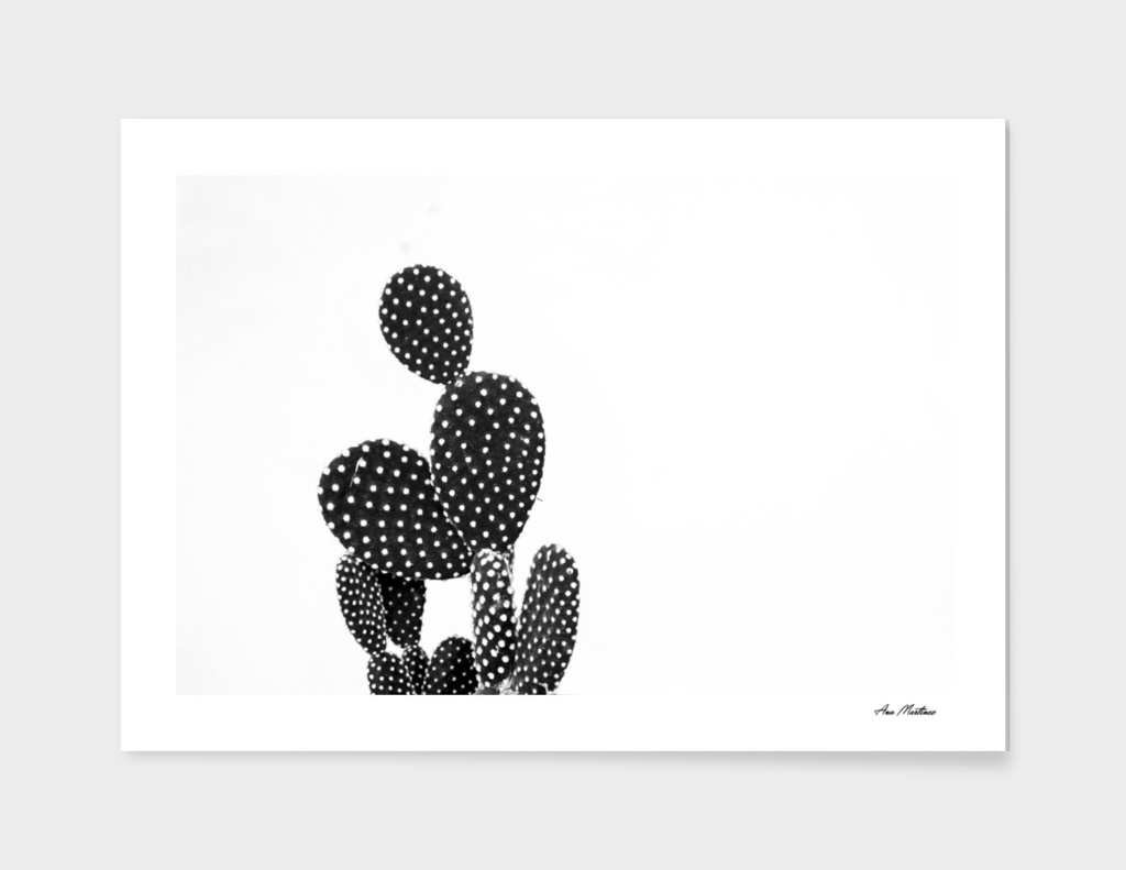 cactus nature