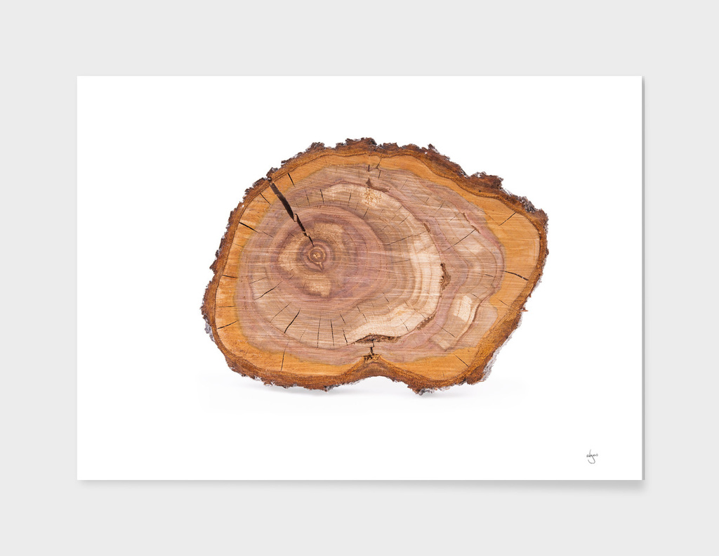 Wood stump slice of plum tree