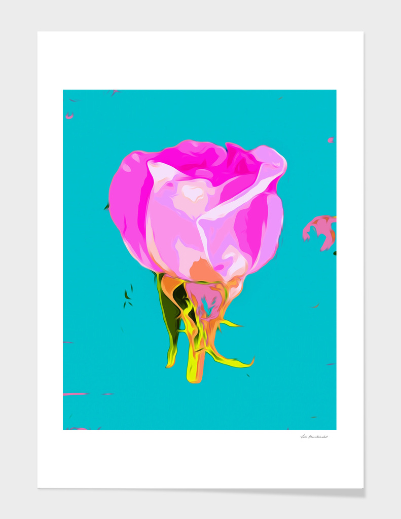 pink rose with blue background