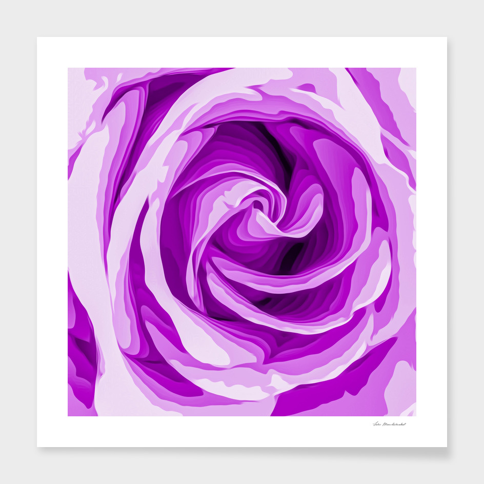 closeup purple rose texture background
