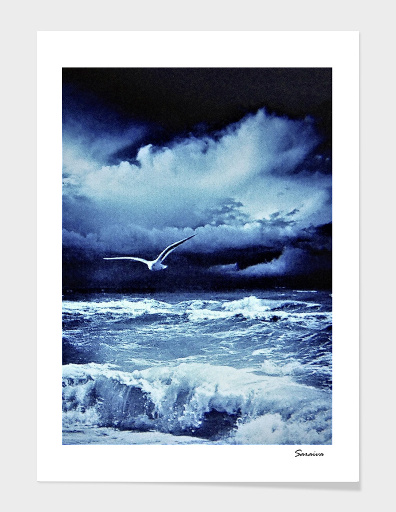 Seagulls ashore