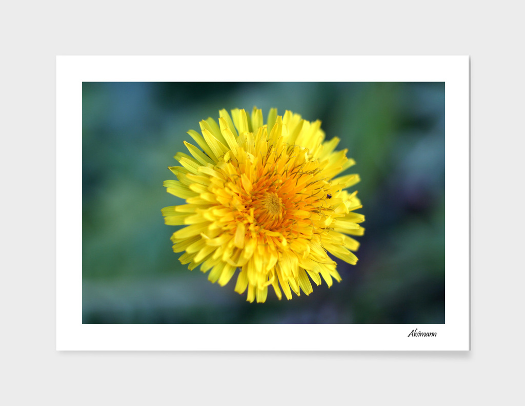 Yellow Grass Flower