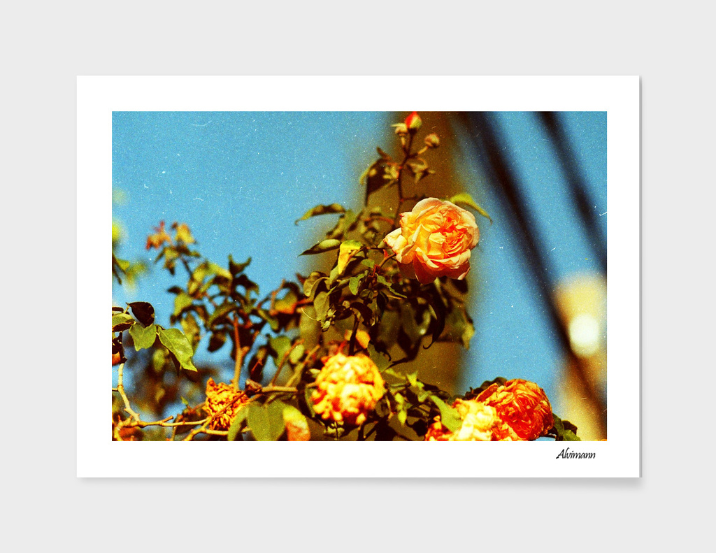 Orange Rose on 35mm film