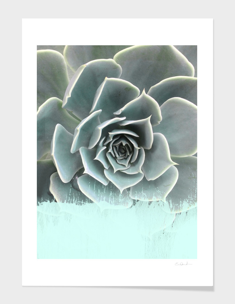 Sweet Teal Paint on Succulent