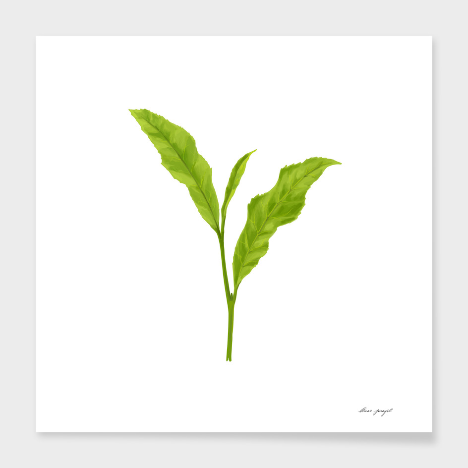 Tea leaf hand painting
