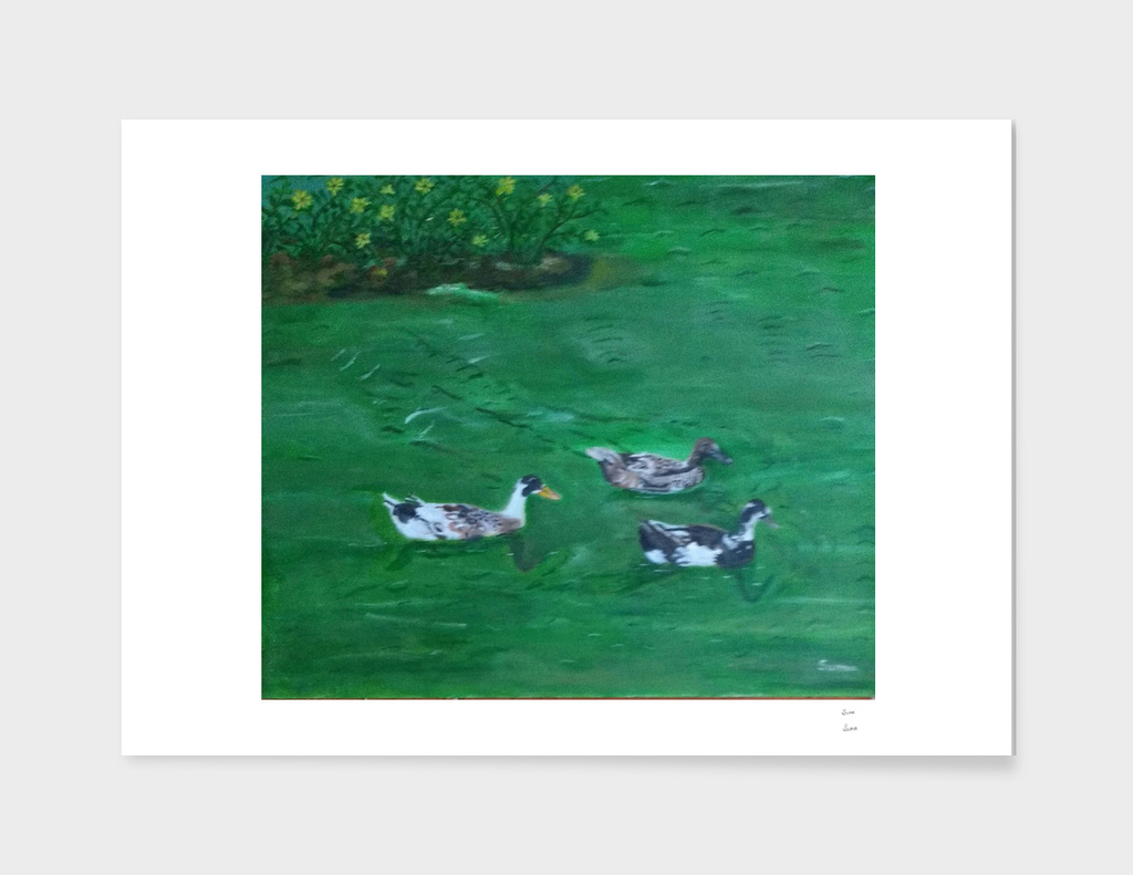 Ducks in a Lake