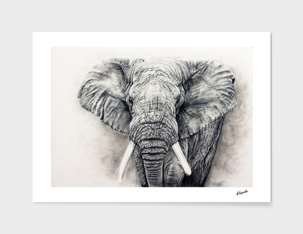 Elephant in charcoal