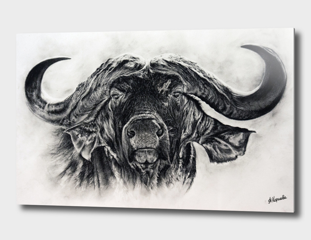 Big buffalo in charcoal