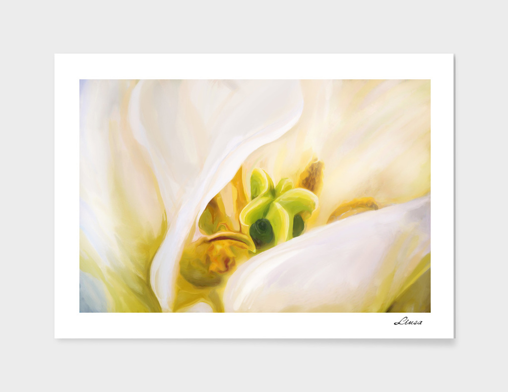 White  tulip