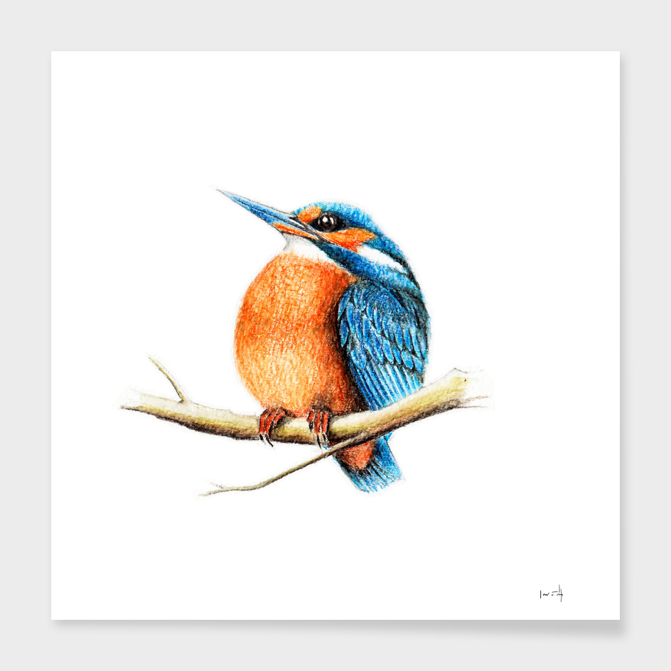 Bird: Kingfisher